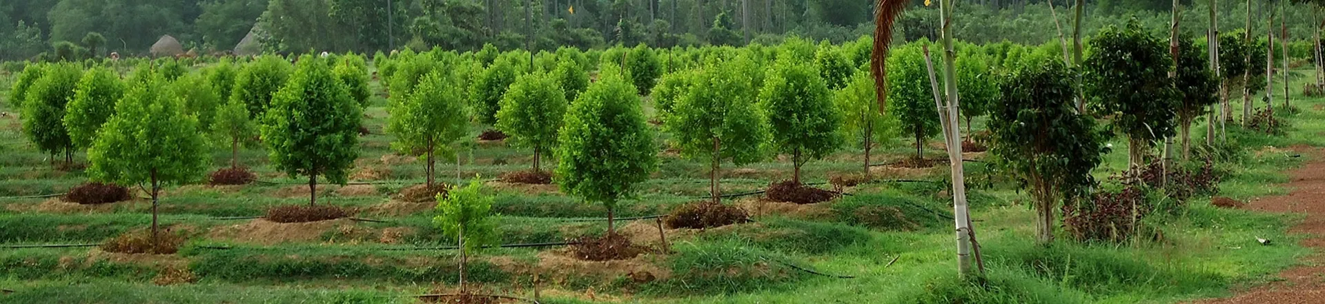 tree plantation