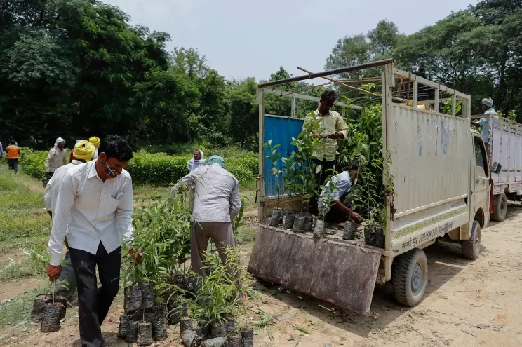 Tree planting4