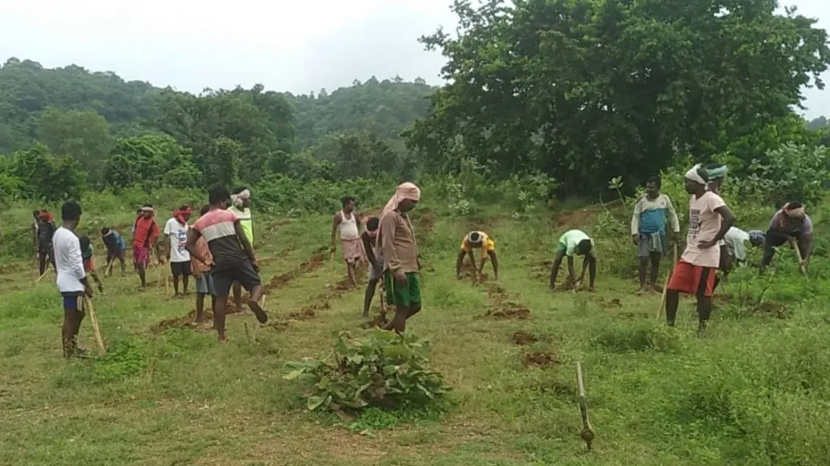 Tree planting5