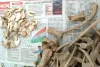 बगहा वन्यजीव की हड्डी और नाखून के साथ एक तस्कर गिरफ्तार वन विभाग को सौंपा