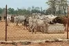 गौशालाओं में  पशुओं को  परोसा जा रहा है खराब भूसा।