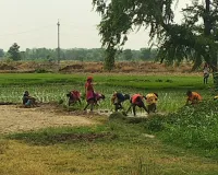 अयोध्या में 15 दिन बाद हुई 15.4 मिमी बारिश, फसलों को मिली संजीवनी