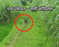 कुशीनगर : आबादी निकट गन्ने के चकरोड पर दिखा तेंदुआ, ग्रामीणों में दहशत 