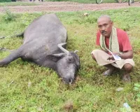 विद्युत तार की चपेट में आने से एक भैंस की हुई मौत