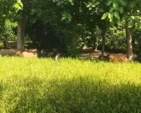 फसल बर्बाद कर रहे  छुट्टा  पशु