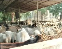 गौशाला में अव्यवस्थाओं को लेकर महंत ने जिलाधिकारी से की जांच की मांग