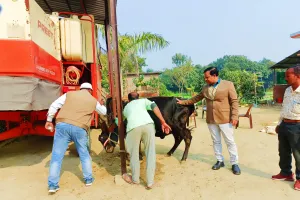 पशु रोग नियंत्रण अभियान में पशुओं को लगा खुरपका-मुंहपका का टीका 