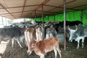 ग्राम प्रधान ने सचिव पर लगाये रिश्वत मांगने के आरोप