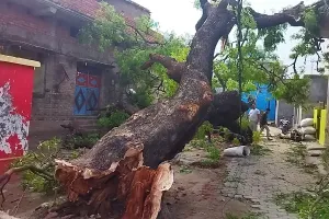 Kushinagar : रेमल तूफान ने मचाई तबाही, किसानों में मची हाहाकार 