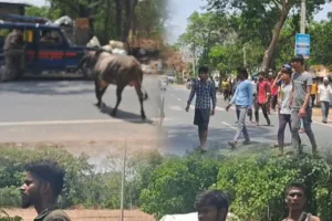 दबंग सांड का आतंक भयभीत हुए ग्रामीण, दर्जनों को घायल कर अब तक दो लोगो का लिया जान ,एक गम्भीर