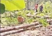 बेख़ौफ़ लकड़ी माफियाओं ने बिना परमिट काटे सागौन के बीस हरे पेड़ 