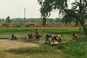 अयोध्या में 15 दिन बाद हुई 15.4 मिमी बारिश, फसलों को मिली संजीवनी
