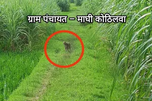 कुशीनगर : आबादी निकट गन्ने के चकरोड पर दिखा तेंदुआ, ग्रामीणों में दहशत 