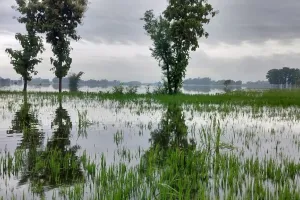 बाढ़ से उफनाया बघेला नाला, सैकड़ों एकड़ फसल जलमग्न