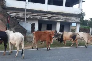 निराश्रित गोवंश को संरक्षित न किए जाने से ग्रामीण ने जिलाधिकारी को सोशल मीडिया के माध्यमों से जानकारी देकर कार्रवाई की मांग 