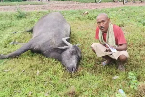 विद्युत तार की चपेट में आने से एक भैंस की हुई मौत