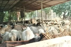 गौशाला में अव्यवस्थाओं को लेकर महंत ने जिलाधिकारी से की जांच की मांग